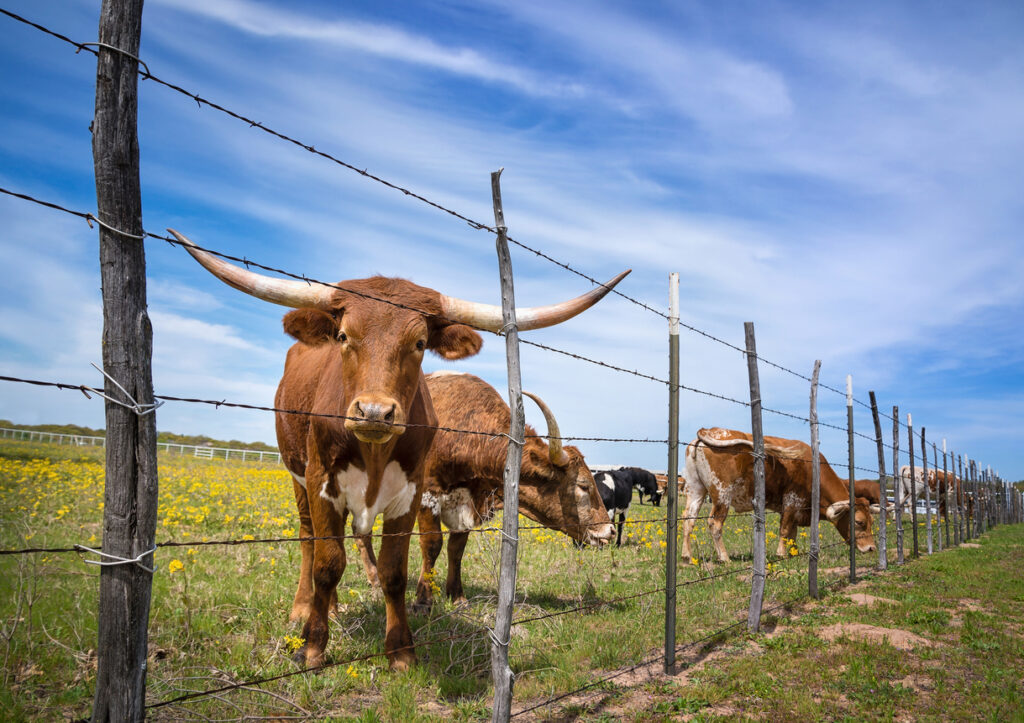 Texas Longhorn Cattle